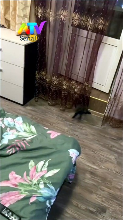 Cute Marten Dancing All Around the Bed | Adorable Marten Moments #reels