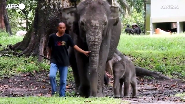 Indonesia, nato cucciolo di elefante di Sumatra