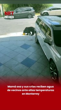 Mamá osa y sus crías reciben agua de vecinos ante altas temperaturas en Monterrey