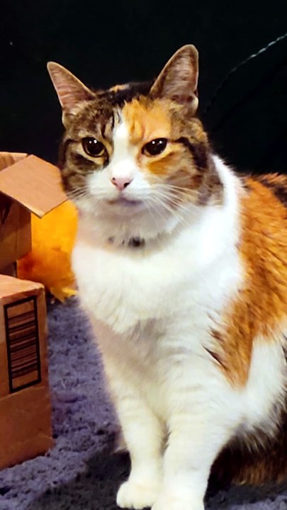 Kitty train has entered the station, please standby for departure. (It'll be a while.) | #SparklegleamFarm #Cory #Elsie #farm #LadyChunkerella #cats #catlovers #cute