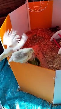 One of the chicks had second thoughts about participating in the jailbreak. | #SparklegleamFarm #Chicken #farm #farmanimals #cute