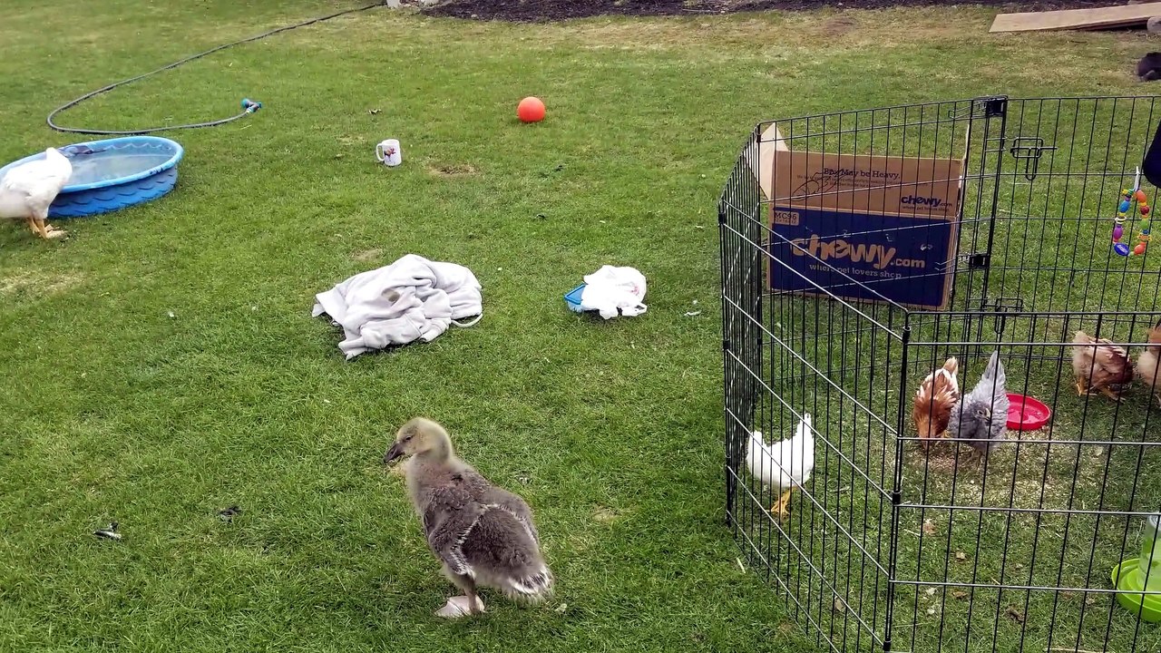 Lemongrab and Tooey entertaining Lily on a sunny afternoon. | #SparklegleamFarm #Lily #Tooey #Lemongrab #homestead #geese #farmanimals #soft #cute