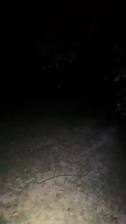 Mysterious alien sighting or cow?