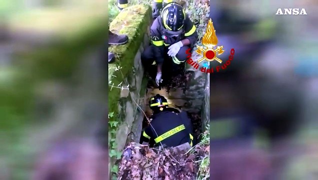 Capriolo incastrato in un cunicolo, salvato dai Vigili del Fuoco - Video