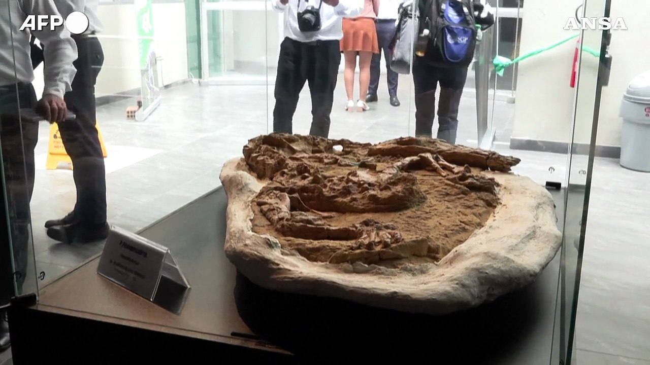 Peru', svelato un fossile di coccodrillo di 10 milioni di anni fa