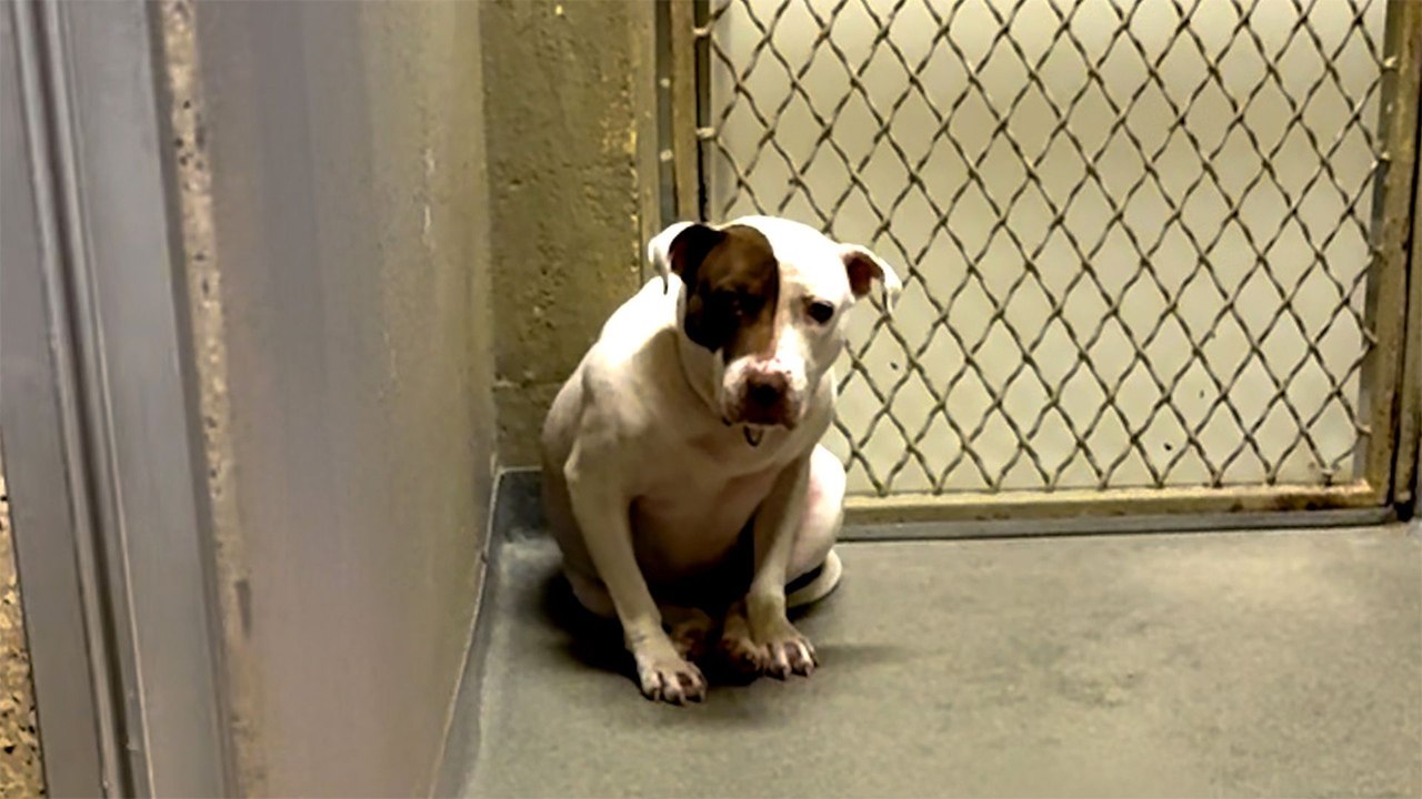Dumped Pittie Finds Joy Again But One Thing Is Missing