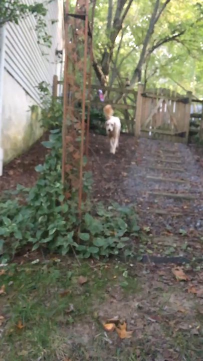 Dog running 🐶 :)
