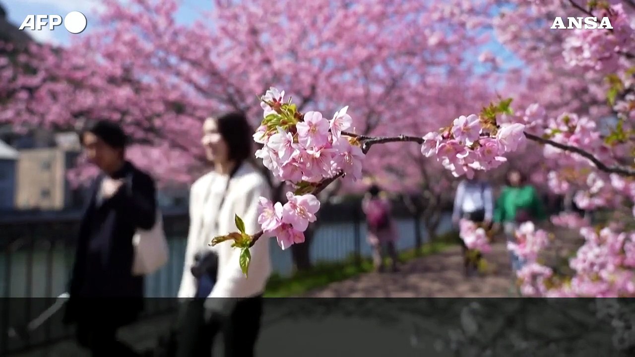 Giappone, migliaia a Kawazu per la fioritura anticipata dei ciliegi