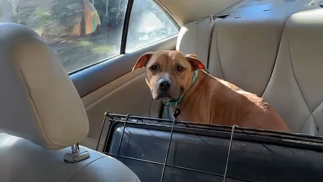 Scarred Bait Dog Can’t Stop Smiling Once He’s Finally Safe