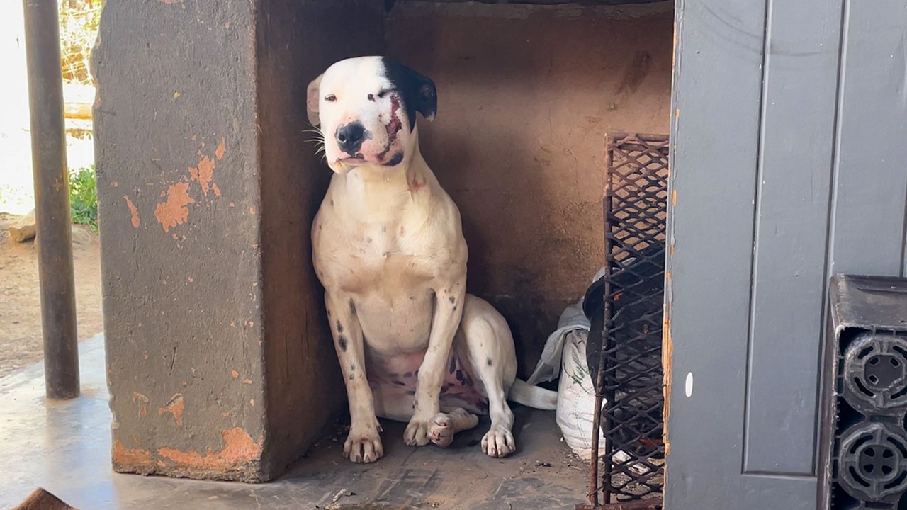 Pittie Bitten By Snake Never Lost Her Sweetness