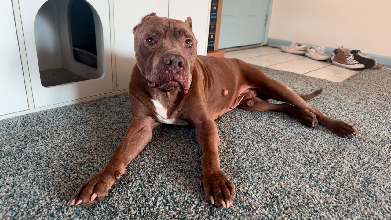 Pittie Tied Up For Years Has So Much Love to Give