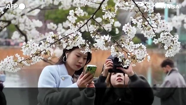 Straordinario , a Tokyo lo spettacolo dei ciliegi in fiore