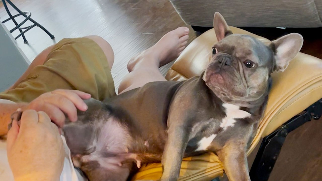 Tiny Dog Rings Bell Every Time She Wants A Foot Rub