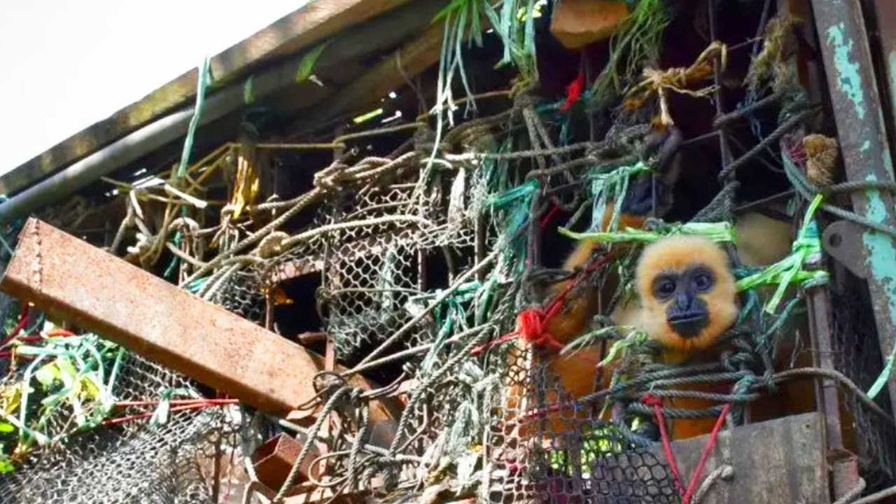 Rescued Gibbon Gets Her Own Island After Years in Cage