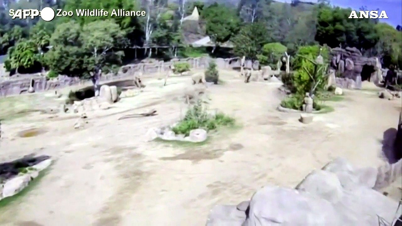 Sisma in California, la reazione degli elefanti allo zoo di San Diego