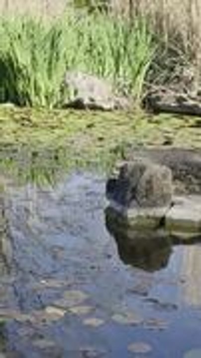 Cat Tries Walking on Lily Pads and Falls In