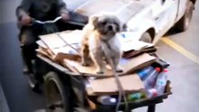 Hit & Run! Saving Scavenger's Dog & Crushing Thief's Car | Robot Dog - Modern Dog Punishes Evil: Unexpected Rescue Cases | EPISODE 7