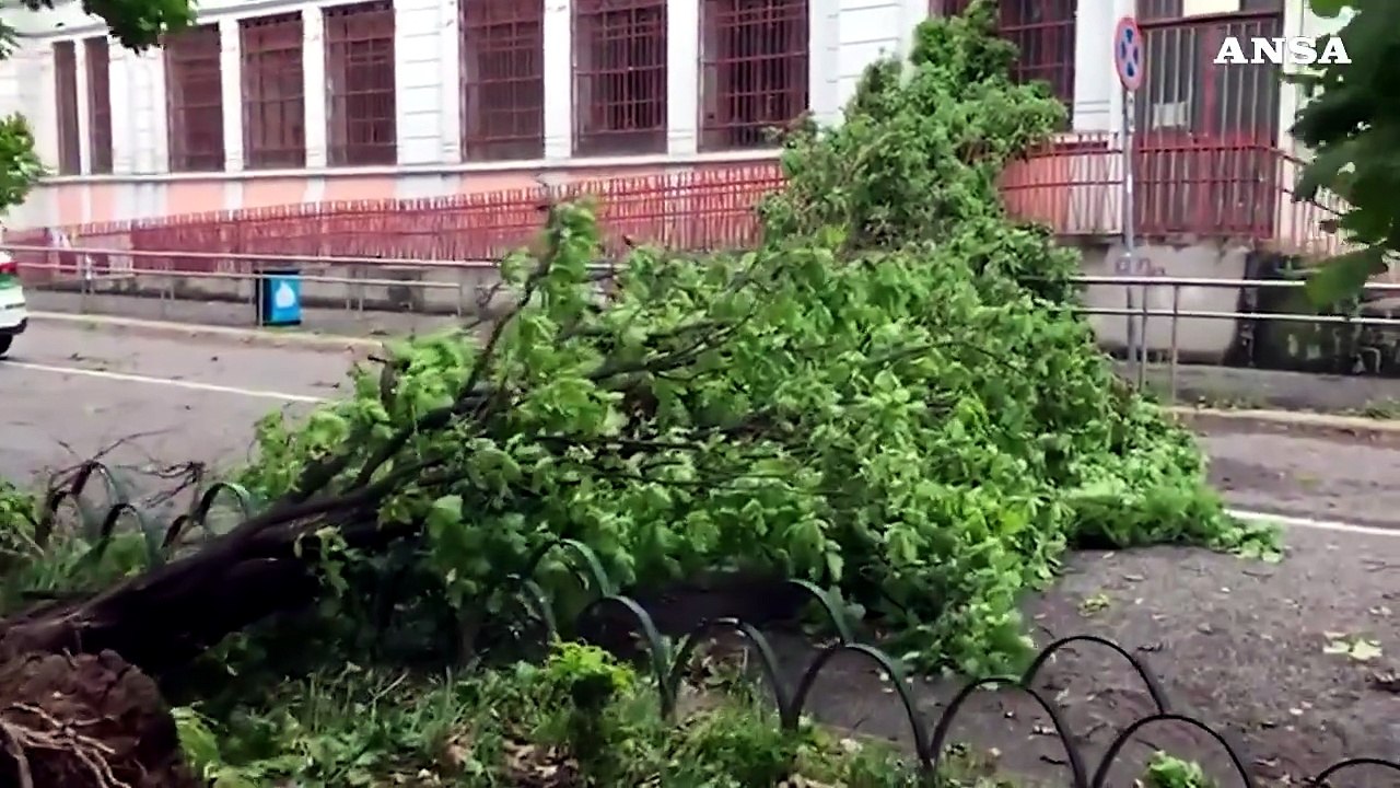 Maltempo a Milano, cade un albero davanti all'ingresso di una scuola