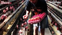 Bukti Proyek MBG Minim Dampak pada Peternak