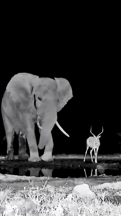 Massive African Elephant and Antelope at Night Watering Hole Encounter