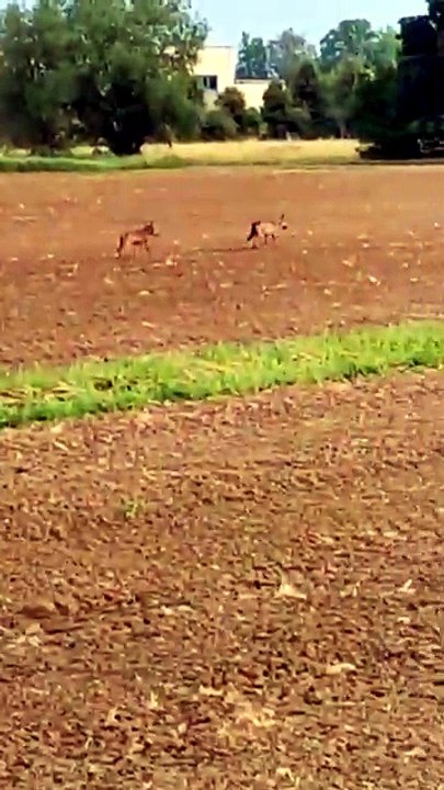 WhatsApp Video 2025-05-22 At 07.09.47