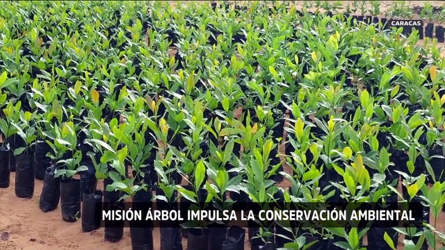 Misión Árbol impulsa la conservación ambiental en Venezuela