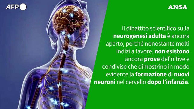 E' vero che nel cervello adulto non si formano piu' nuove cellule?