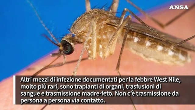 Seconda vittima della febbre West Nile nel Lazio, sintomi gravi nell'1% dei casi