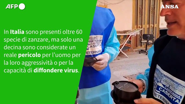 Ansa VERIFIED - E' vero che le zanzare sono molto pericolose anche in Italia?