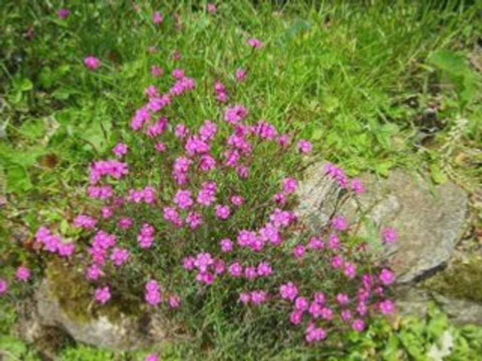 Deux mois au jardin_0001