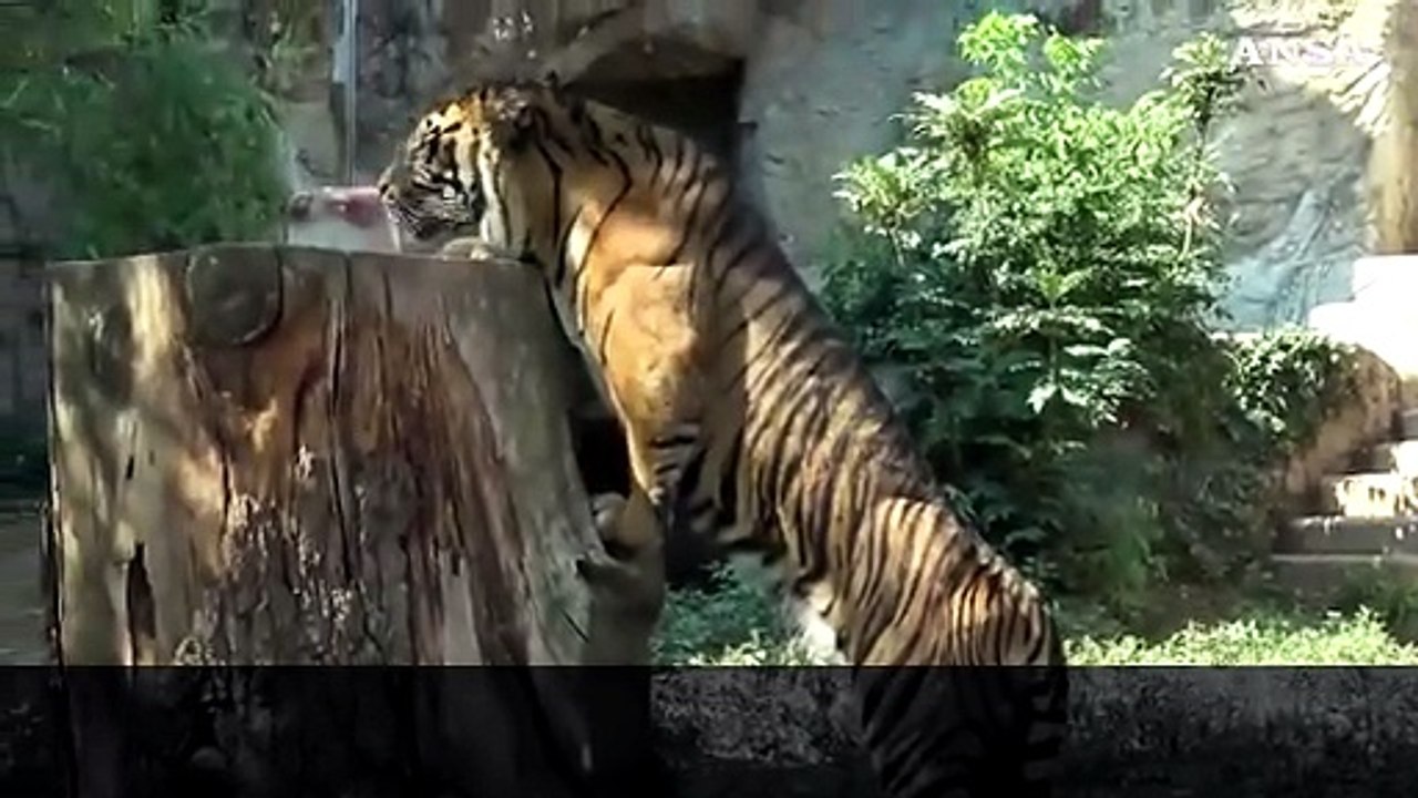 Contro l'anticiclone Caronte, ghiaccioli per gli animali al Bioparco di Roma