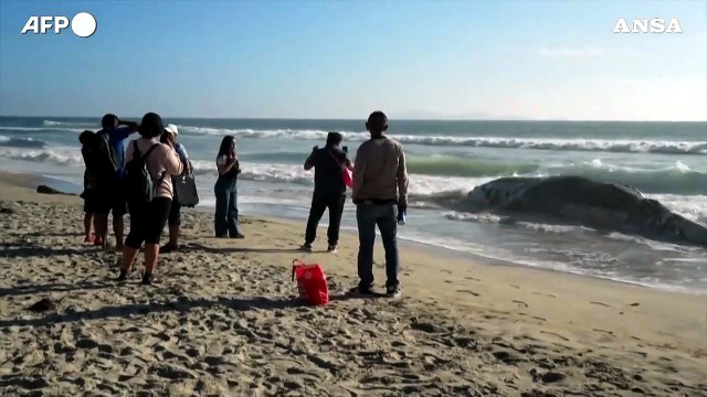 Messico, carcassa di balena si arena sulla spiaggia di Tijuana