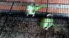 VID-20260604-