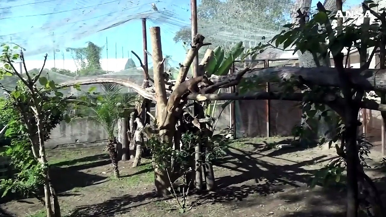 Allo zoo di Napoli nati quattro cuccioli di Fossa, i primi in Italia