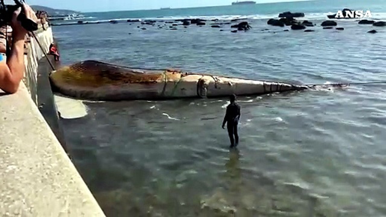 Livorno, rimossa la carcassa di balena sotto la Terrazza Mascagni