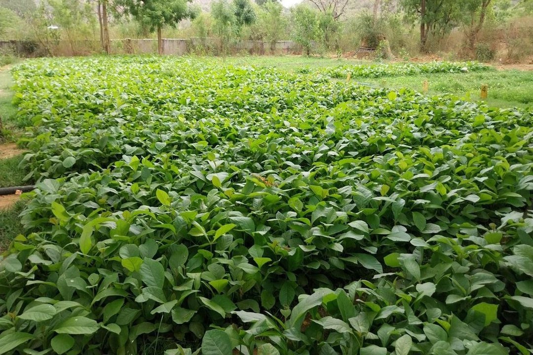 swm news: आबोहवा सुधारने के लिए जिले में इस बार रोपे जाएंगे 23 लाख पौधे