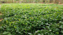 swm news: आबोहवा सुधारने के लिए जिले में इस बार रोपे जाएंगे 23 लाख पौधे