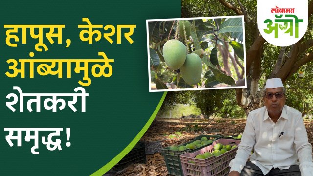 शेतात हापूस, पायरी, केशर, राजापुरी अन् गावरान आंबे; हगवणे कुटुंबियांनी कशी मिळवली समृद्धी? Agro