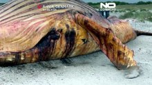 Ολοκληρώθηκε η νεκροψία στη φάλαινα Τίμι που συγκίνησε τη Γερμανία