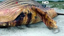 Denmark probes death of humpback whale that captivated Germany