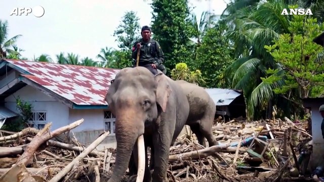 Indonesia, elefanti come 'gru' rimuovono i detriti dopo le inondazioni