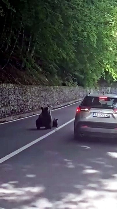 Urso ataca turista na Roménia
