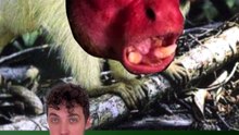 Pourquoi ce singe à le visage complètement rouge ? #singe #rouge #commentaire #animaux #nature