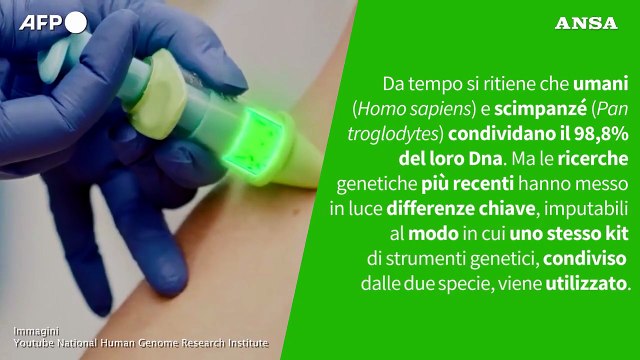 Ansa VERIFIED - Umani e scimpanze' condividono davvero quasi il 99% del loro Dna?