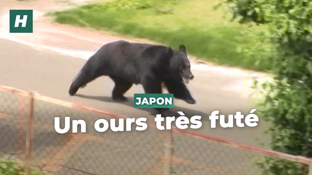 Capable d'ouvrir une fenêtre , cet ours extrêmement intelligent échappe aux autorités japonaises