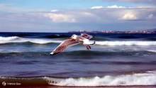 夏の海辺でカモメが飛んでいる