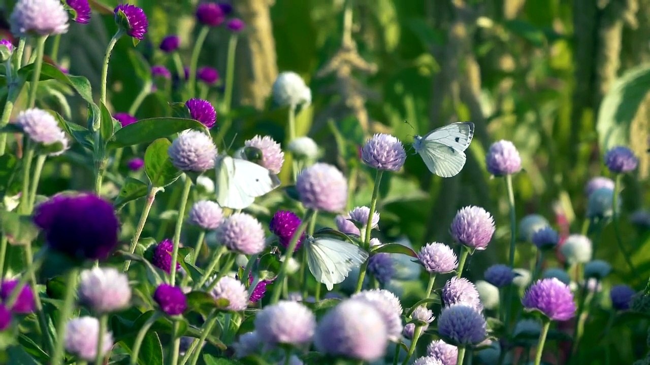 😴 Dormez en 5 Minutes _ Nature Printanière et Papillons Fréquences de Réparation