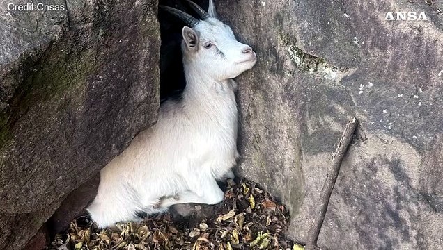 Alto Adige, il Soccorso alpino salva una capretta in difficolta'