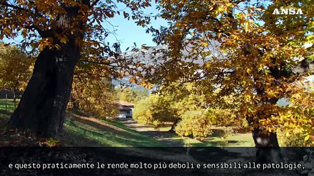 Anche le castagne minacciate dal cambiamento climatico