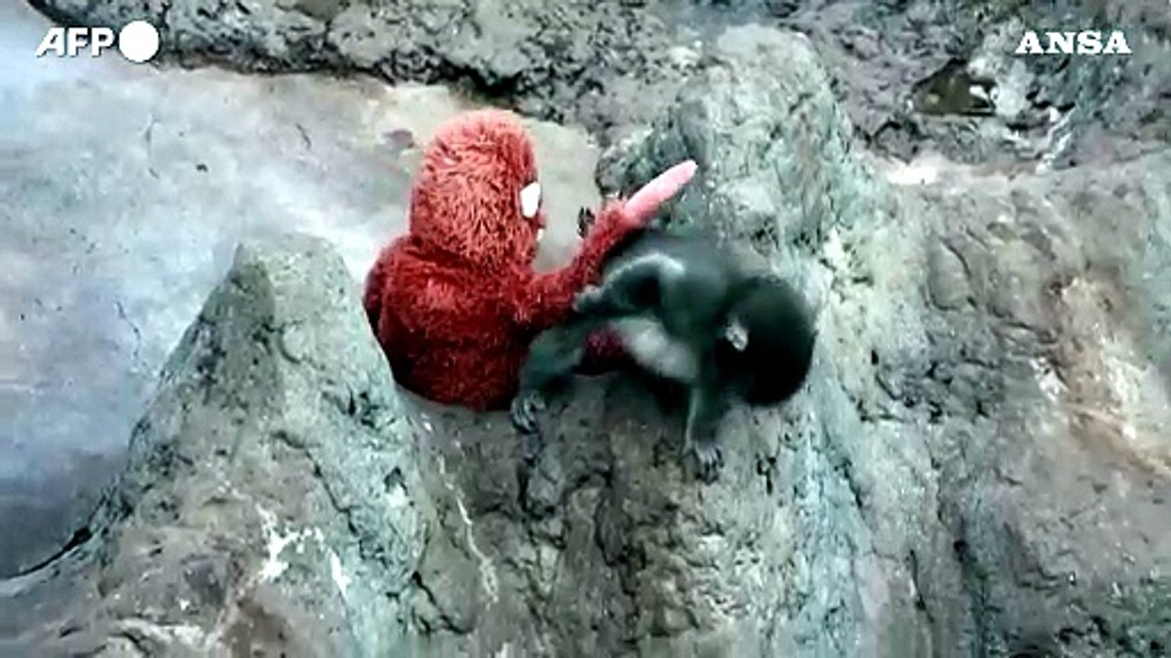 Punch, il cucciolo di macaco abbandonato dalla madre che si consola con un peluche